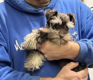 Breeder holding puppy