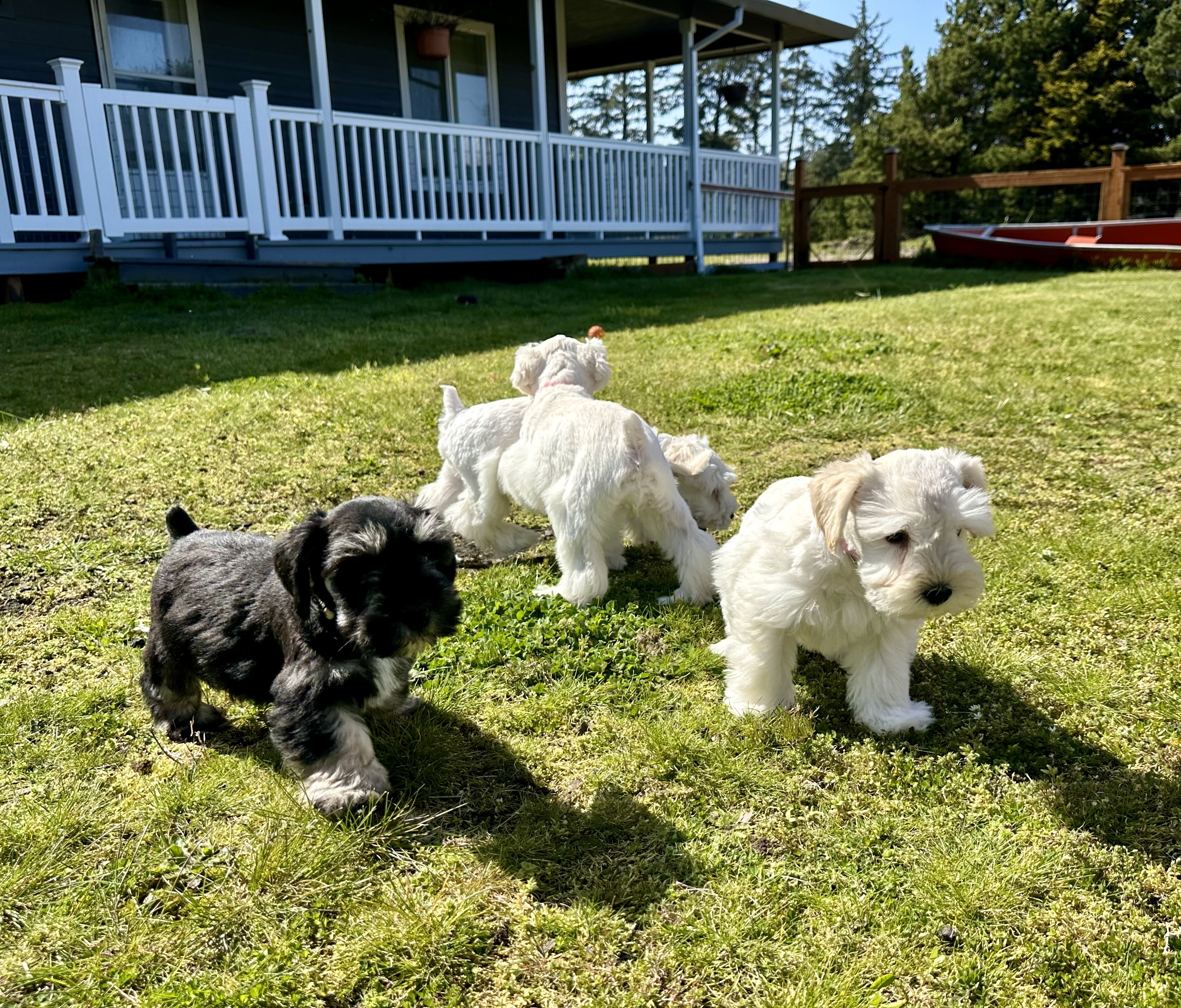 Breeder and husband walking outdoors