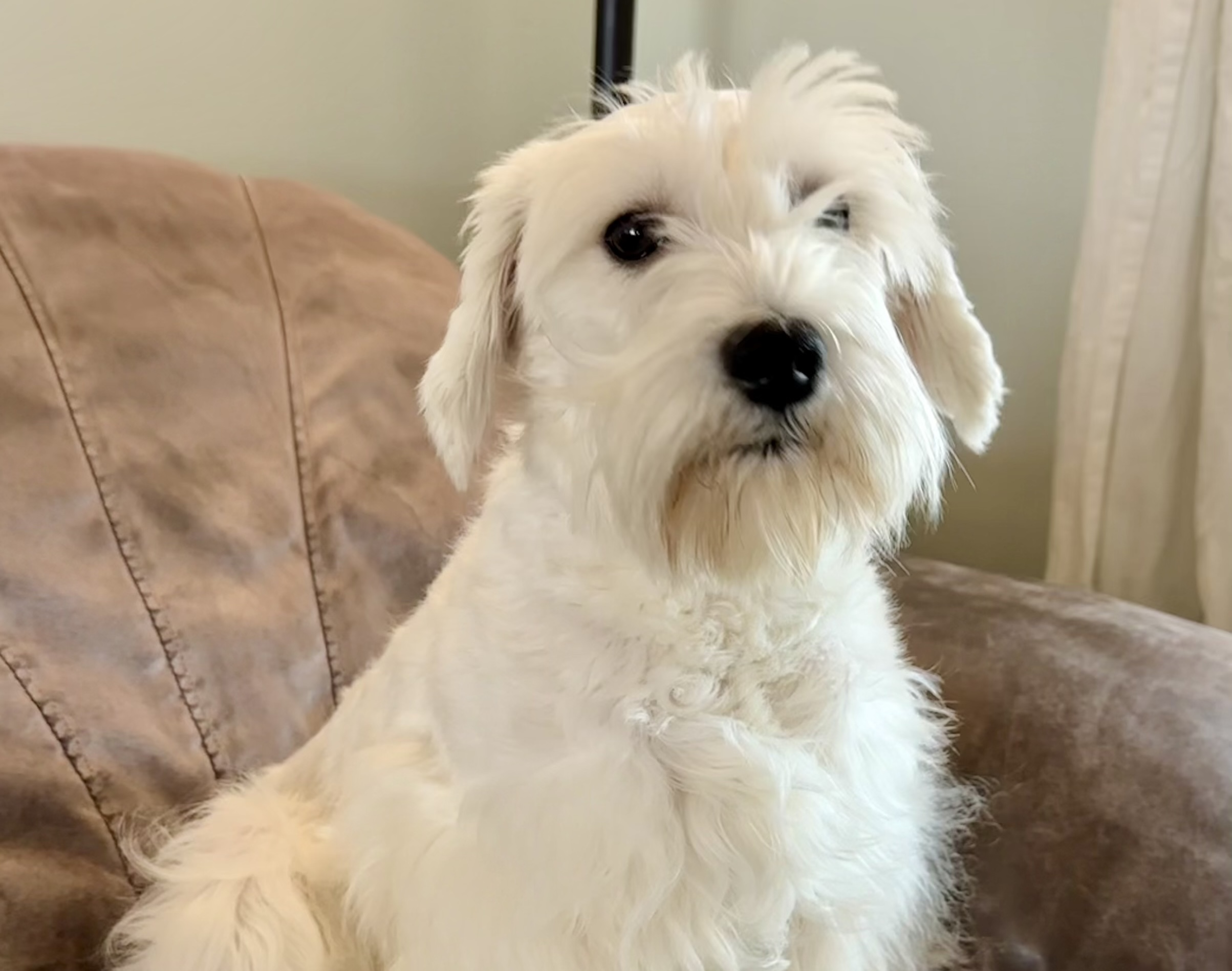 Retiring schnauzer