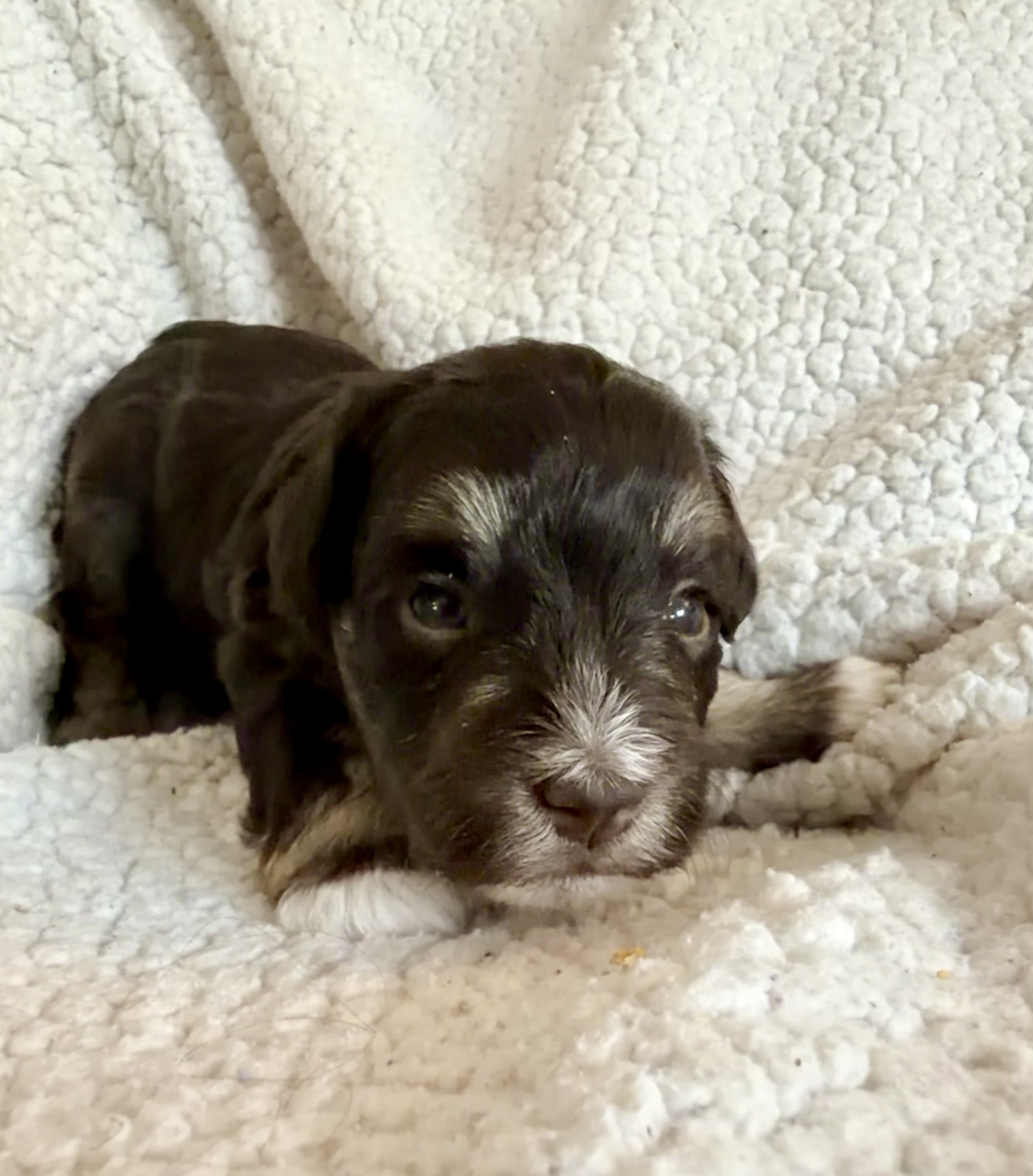 Puppy 1