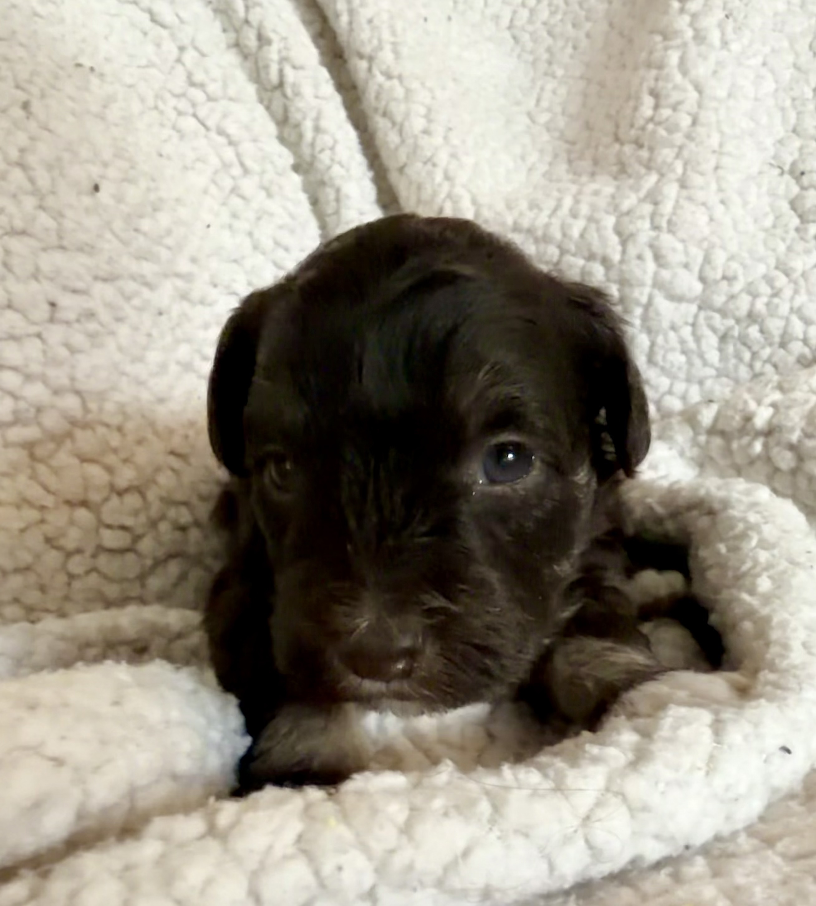 Puppy 2