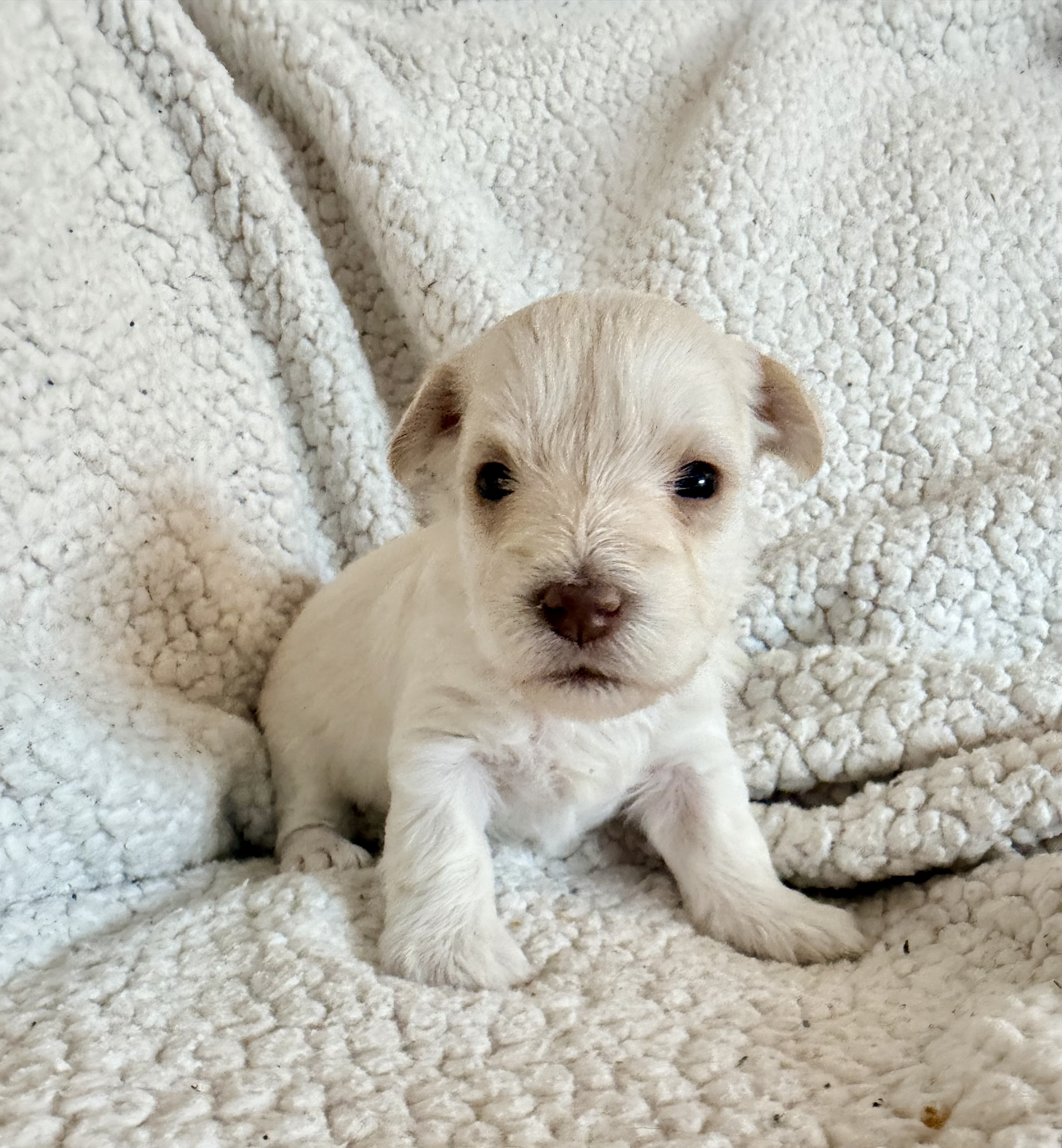 Puppy 3