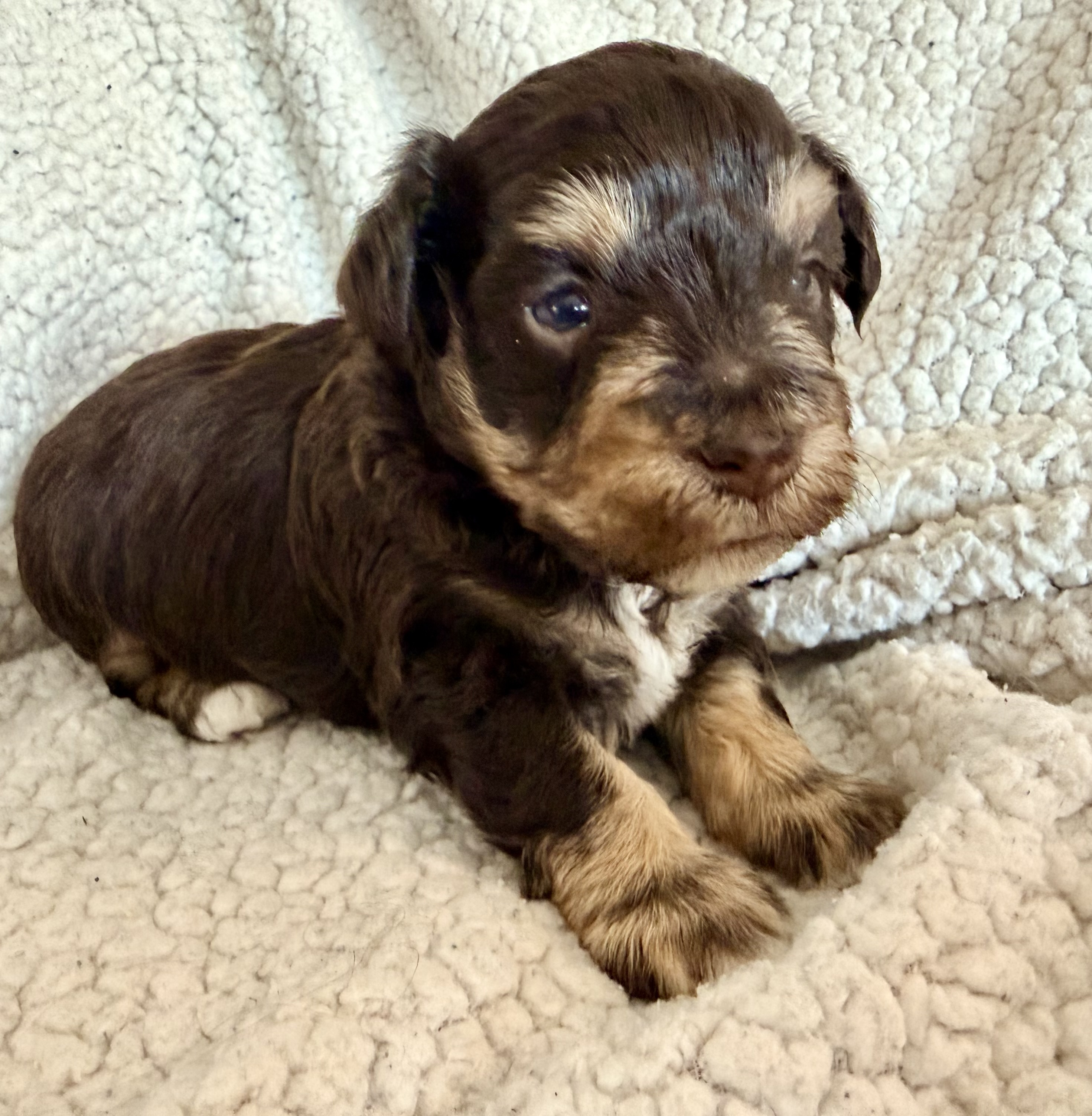 Puppy 4