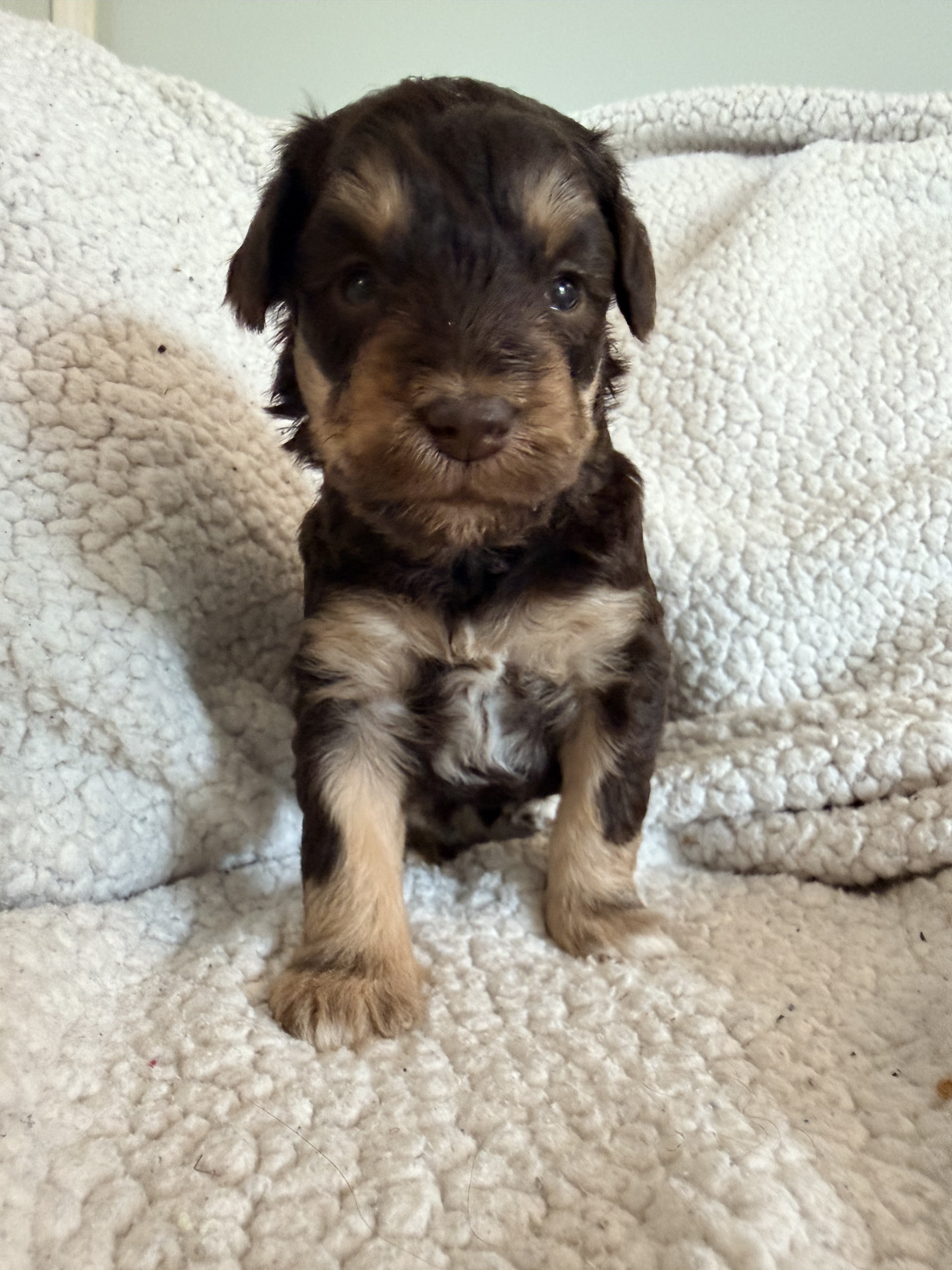 Puppy 5