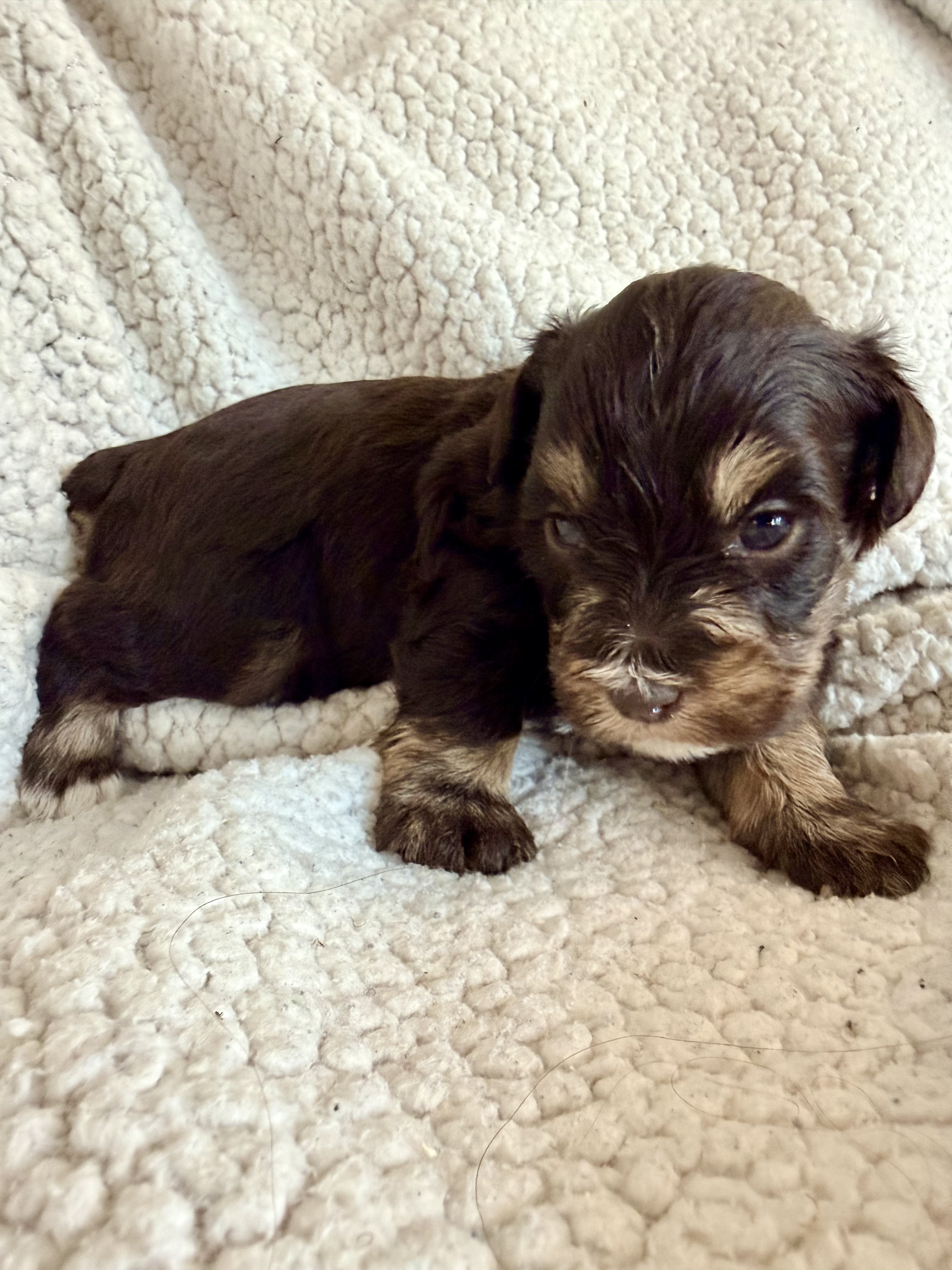 Puppy 6