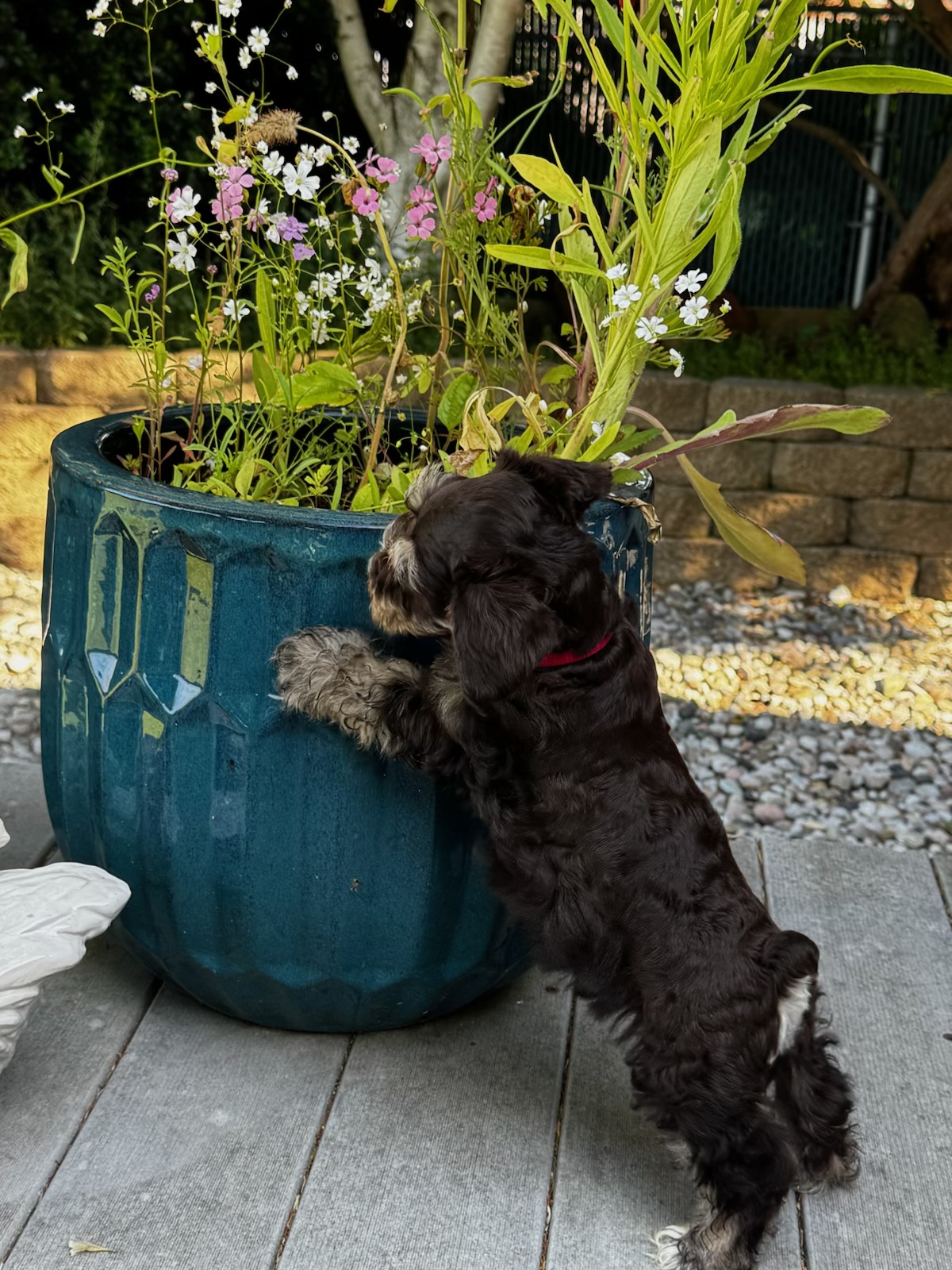 Black puppies in baskets