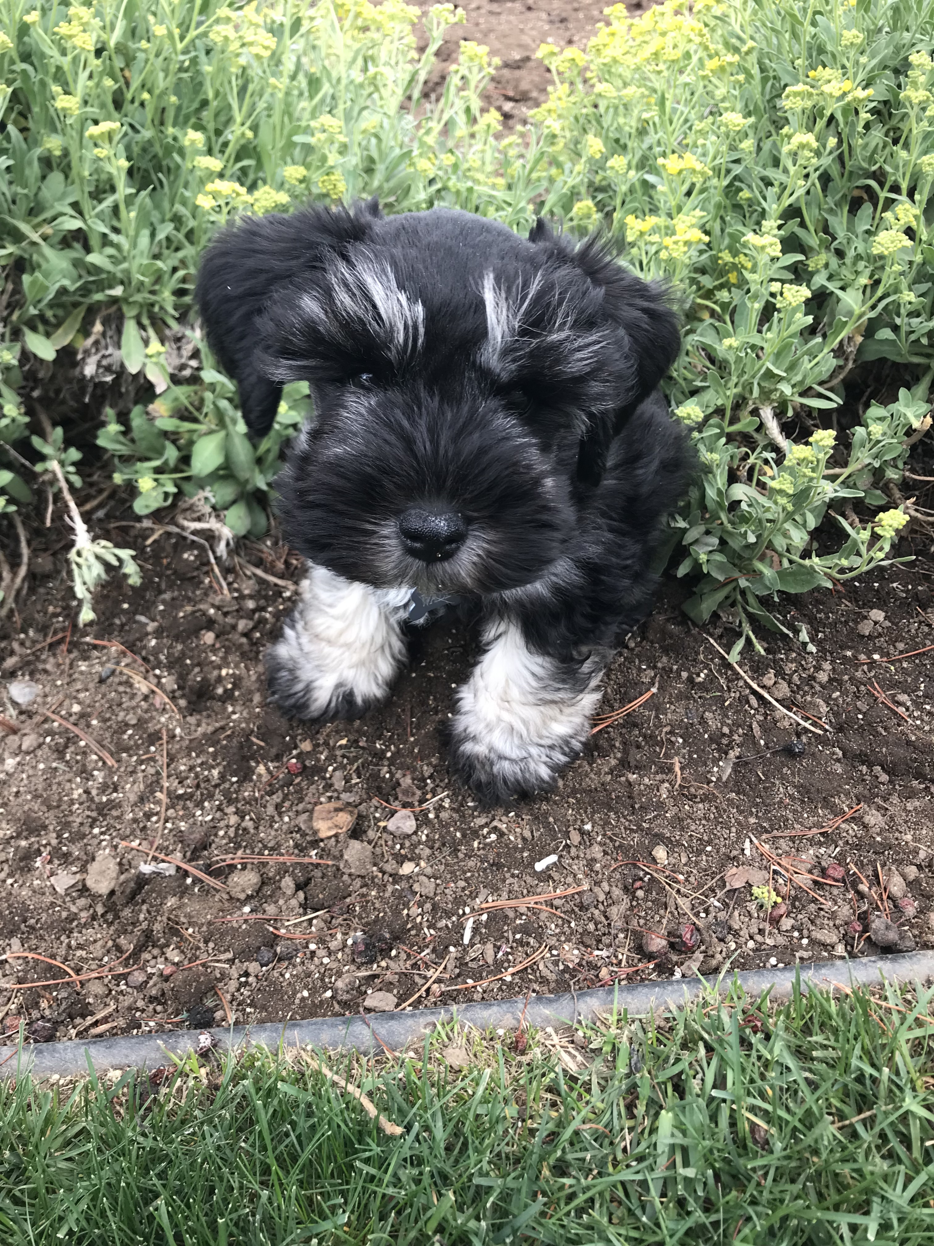 Little handful