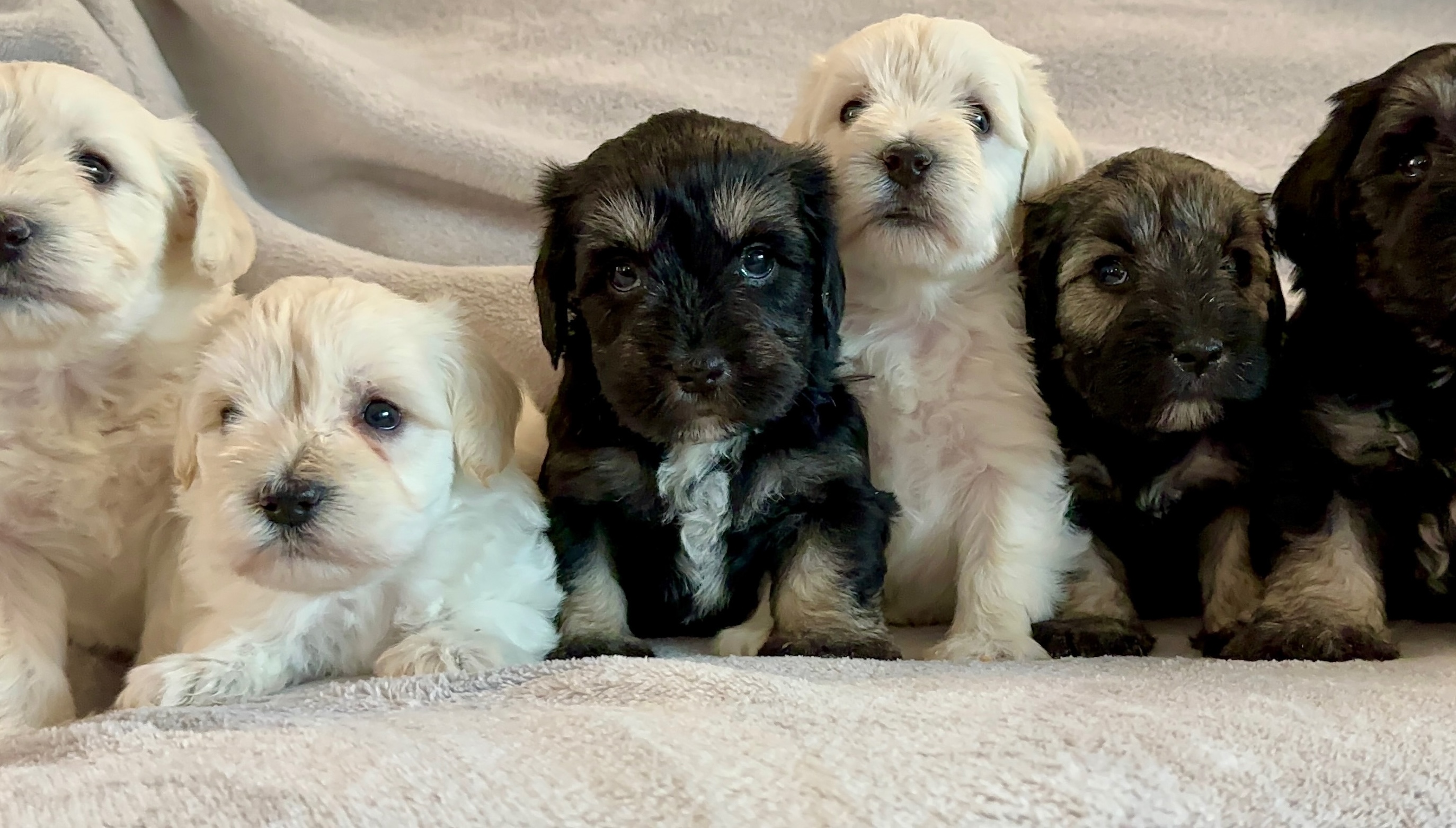 Available puppies